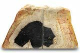 Petrified Wood (Tropical Hardwood) Bookends - Indonesia #266197-1